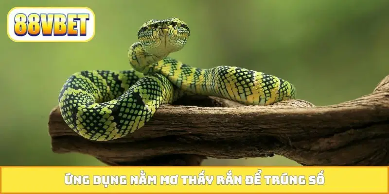 Ứng dụng nằm mơ thấy rắn để trúng số