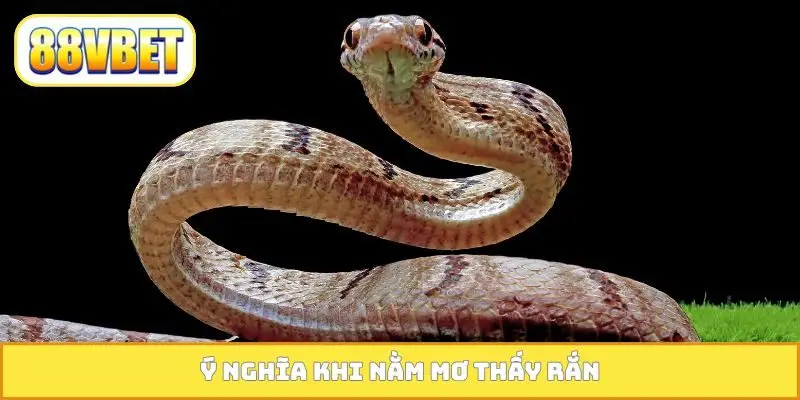 Ý nghĩa khi nằm mơ thấy rắn